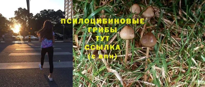 Галлюциногенные грибы Cubensis  Дудинка 